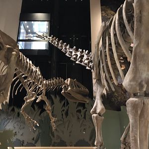 Hall of Ancient Life