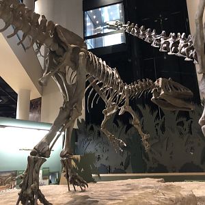 Hall of Ancient Life