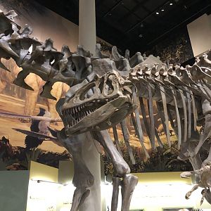 Hall of Ancient Life