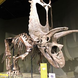 Hall of Ancient Life