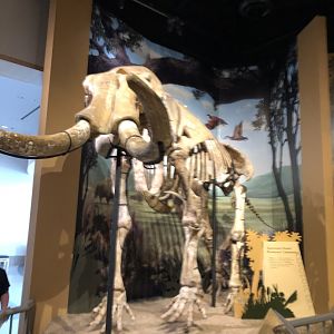 Hall of Ancient Life