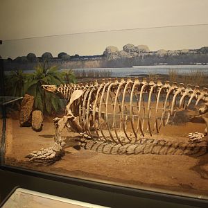 Hall of Ancient Life