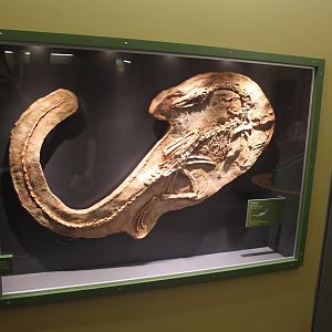 Hall of Ancient Life