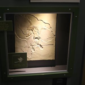 Hall of Ancient Life