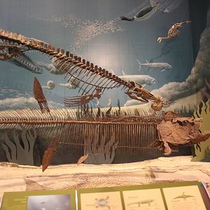 Hall of Ancient Life