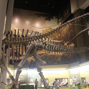 Hall of Ancient Life