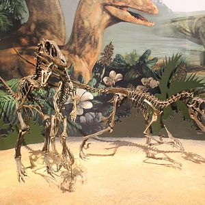 Hall of Ancient Life