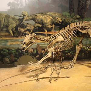 Hall of Ancient Life