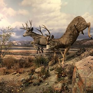 Hall of Natural Wonders