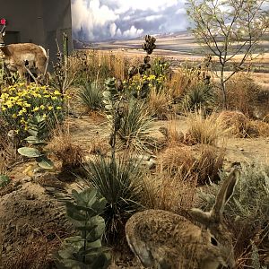 Hall of Natural Wonders