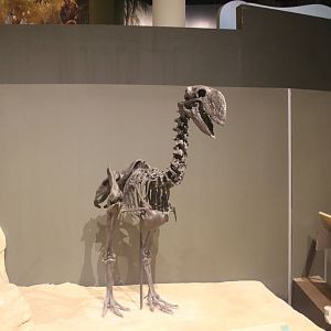 Hall of Ancient Life