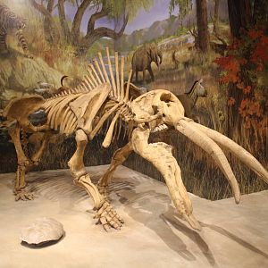 Hall of Ancient Life