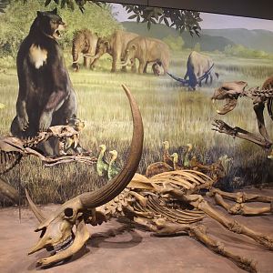 Hall of Ancient Life