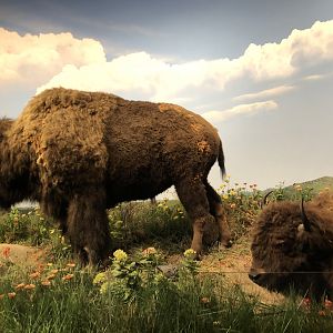 Hall of Natural Wonders