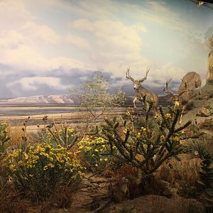 Hall of Natural Wonders