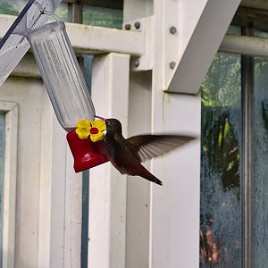 Amazilia hummingbird