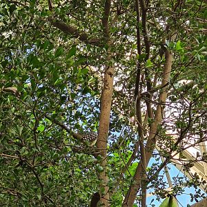 Red-and-yellow barbet
