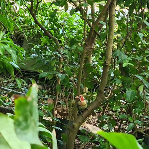 Red-and-yellow barbet