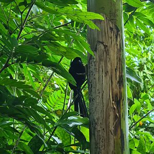 Red-collared widowbird