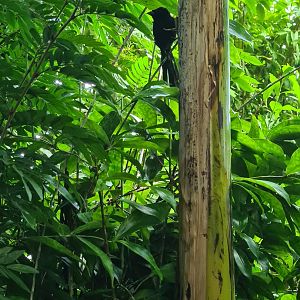 Red-collared widowbird