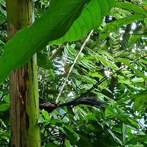 Red-collared widowbird