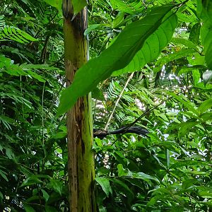 Red-collared widowbird