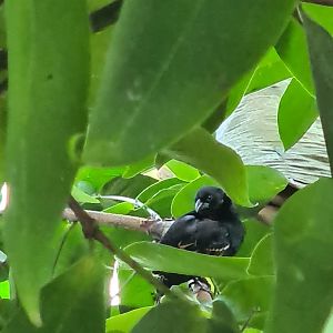 Red-collared widowbird