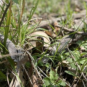 Three-toed Box Turtle