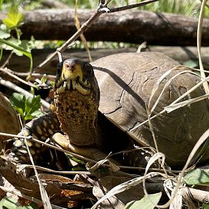 Three-toed Box Turtle