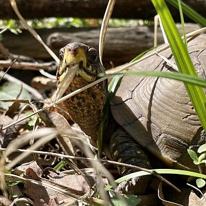 Three-toed Box Turtle