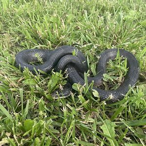 Western Rat Snake