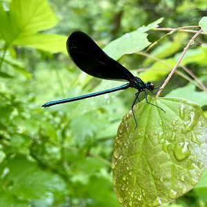 Ebony Jewelwing