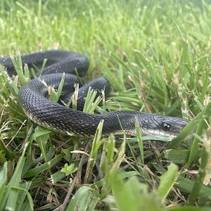 Western Rat Snake
