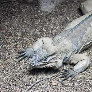 Rhinoceros Iguana