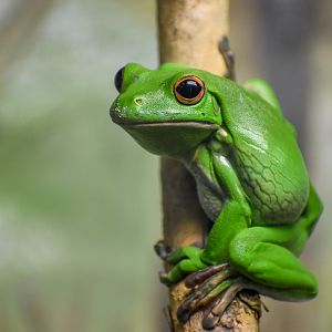 White-lipped Tree-Frog