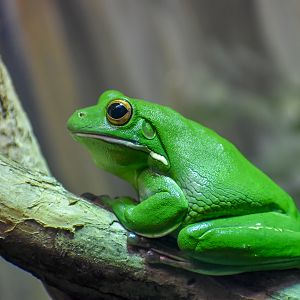 White-lipped Tree-Frog