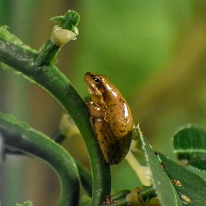 Eastern Dwarf Tree-Frog