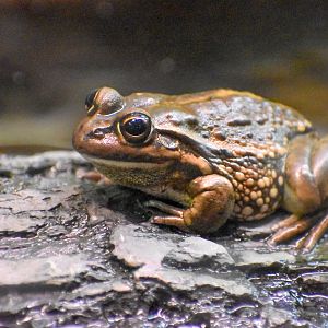 Yellow-spotted Bell Frog