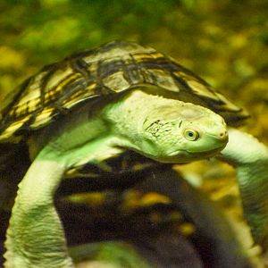 Bellinger River Turtle