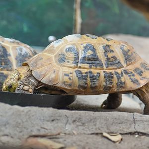 Elongated Tortoise