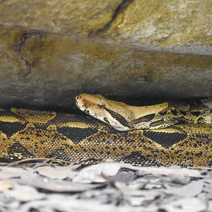 Boa Constrictor