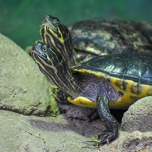 Eastern River Cooter