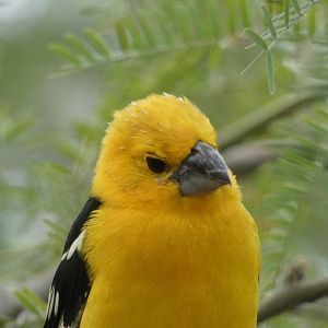 Yellow Grosbeak
