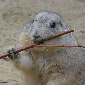 Black-Tailed Prairie Dog