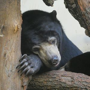 Sun Bear