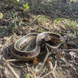 Common Garter Snake