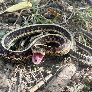 Common Garter Snake