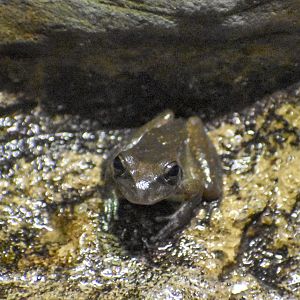 Booroolong Frog