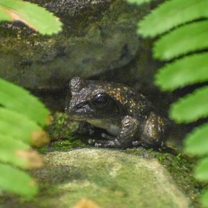 Booroolong Frog