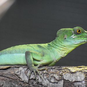 Plumed Basilisk